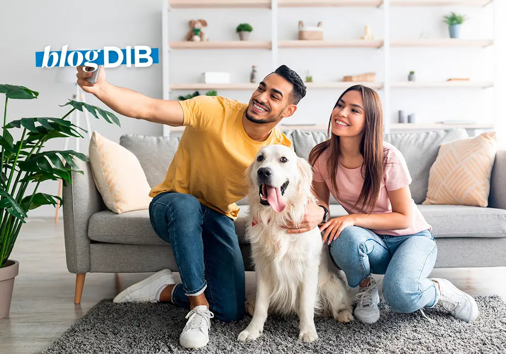 ¿Cuál es la alfombra ideal si tienes mascotas? - Dib Chile