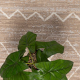 Alfombra Noruega 200X290 B254A Dark Beige