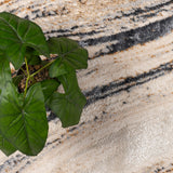 Alfombra Oak 060X120 C0745A